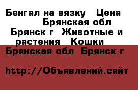 Бенгал на вязку › Цена ­ 8 000 - Брянская обл., Брянск г. Животные и растения » Кошки   . Брянская обл.,Брянск г.